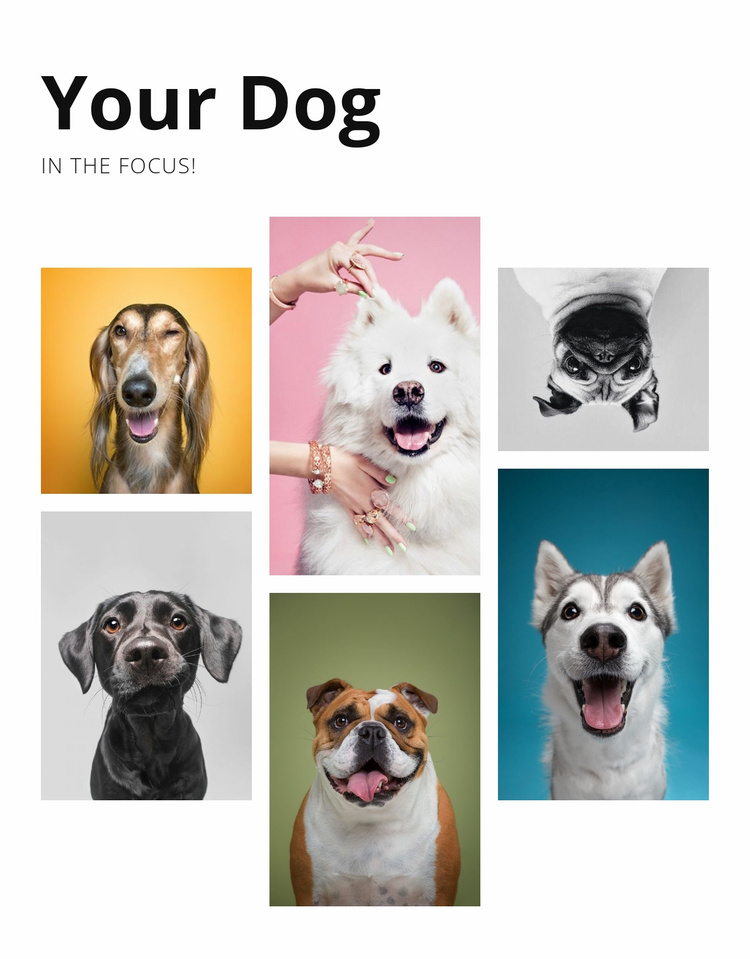 dog-training-and-behavior-modification-website-template