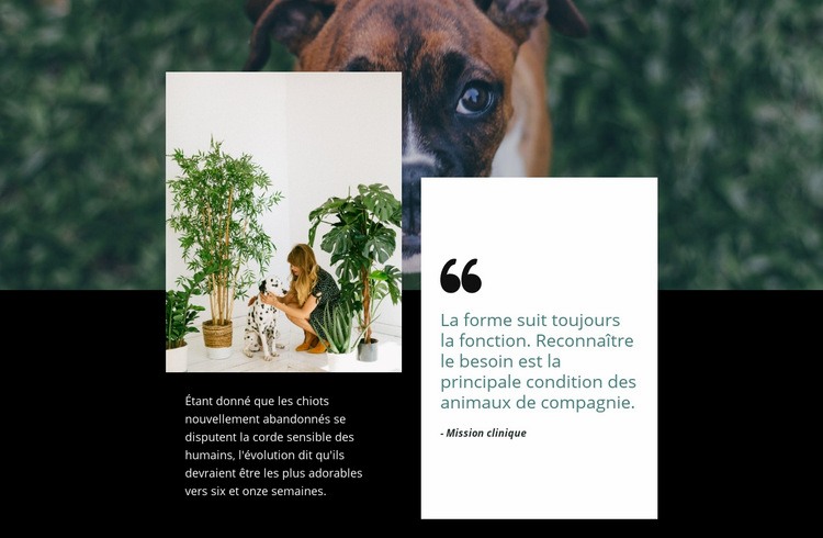 Citation Sur Les Animaux Modele D Une Page