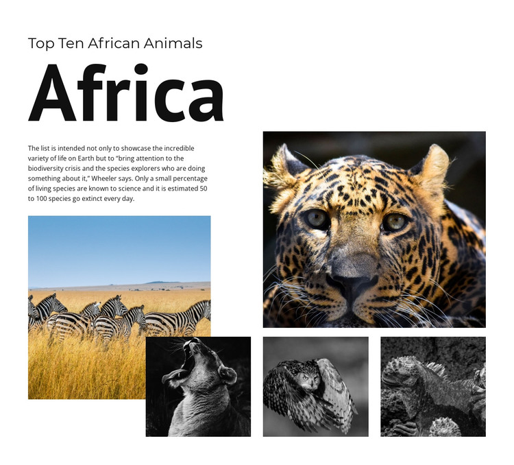 Ten African Animals Wordpress Website Builder